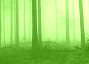 Escape from the Ghost Forest