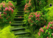 Escape From Jungle