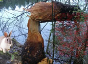 into-the-forest-2