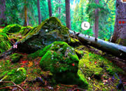 Escape from Amazon Forest Part 2 