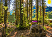 Summer Forest Escape