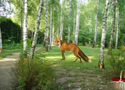 Birch Grove Escape