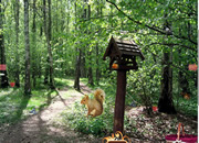 Lost in the Woods