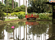 Escape From Rio De Janeiro Botanical Garden