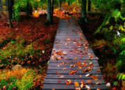 Fantasy Scenery Escape