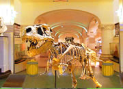 Camera museum escape