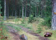 Mossy Forest Escape 2