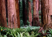 Escape From Giant Sequoia National Monument