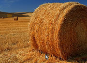 Needle Haystack Escape
