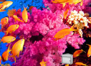 Beautiful Coral Escape