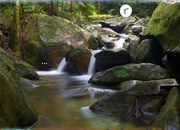 Escape From Daintree Rainforest