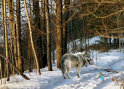 Frozen Forest Escape 2
