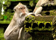 Monkey Forest Escape