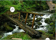 Escape From Great Smoky Mountain National Park