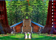 Deep Green Forest Escape