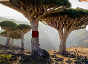 Escape From Socotra Island