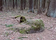 Stone Forest