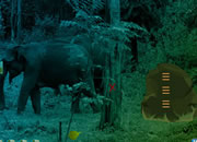 Elephant Forest Escape