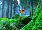 Birds Forest Escape
