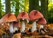 Escape Green Crab From Mushroom Forest