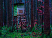 Escape From Alarming Forest