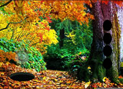 Cherokee National Forest Escape