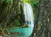 Tropical Woods Escape
