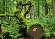 Wild Forest Squirrel Escape