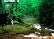 Cool Forest Escape