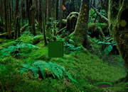 Tropical Rain Forest Escape