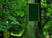Greenwood Forest Escape