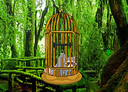 Raccoon Forest Escape