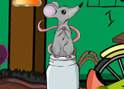 Rat