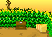 Escape Corn Maze