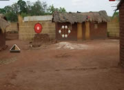 Attack Paddy Crop In Village