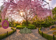 Japanese Blossom Garden Escape